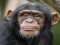 Игра Chimpanzee Jigsaw онлайн