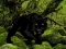 Игра Escape from Black Panther Forest онлайн