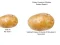 Игра Potato Construct 2 Edition онлайн
