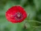 Игра Poppy Nature Flower Jigsaw онлайн