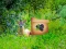 Игра Return To Alsunga Forest онлайн