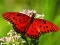 Игра Nature Jigsaw Puzzle Butterfly онлайн