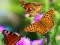 Игра Butterfly Slide онлайн