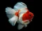 Игра Gold Fish Jigsaw Puzzle онлайн