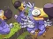 Игра Save The Dodos онлайн