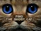 Игра Find the Ghost Cat онлайн