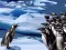 Игра Penguins Slide онлайн