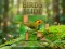 Игра Birds Slide онлайн