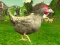 Игра Chicken Shooter онлайн