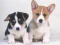 Игра Cute Puppies Puzzle онлайн