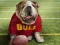 Игра Funny Doggy онлайн