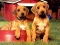 Игра Puppy Pairs Puzzle онлайн