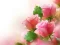 Игра Pink Roses онлайн