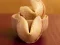 Игра Fortune Cookies онлайн