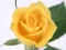Игра Yellow Roses онлайн