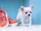 Игра Lovely Puppy Puzzle онлайн