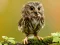 Игра Animal Hidden Stars онлайн