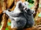 Игра Cute Baby Koala Bear онлайн