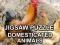 Игра Jigsaw Puzzle Domesticated Animals онлайн