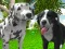 Игра Dog Simulator 3d онлайн