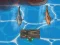 Игра Titanic Shark Attacks онлайн
