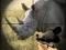 Игра Wild Rhino Hunter онлайн