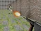 Игра Bullet Fire онлайн