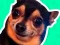 Игра What meme dog are you ? онлайн
