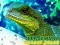 Игра Chinese Water Dragon Jigsaw онлайн