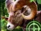 Игра Crazy Goat Hunter 2020 онлайн