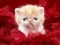 Игра Funny Kitty онлайн