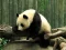 Игра Pandas Puzzle онлайн