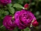 Игра Purple Roses онлайн