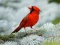 Игра Birds Puzzle онлайн