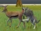 Игра Wolf Life Simulator онлайн