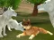 Игра Wild Wolves Hunger Attack онлайн
