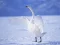 Игра Graceful Swans онлайн
