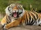 Игра Animals Jigsaw Puzzle Tiger онлайн