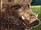 Игра Boar Hunting Jigsaw онлайн