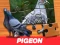 Игра Pigeon Jigsaw Puzzle онлайн