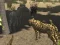 Игра African Cheetah Hunting Simulator онлайн