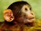 Игра Funny Baby Monkey онлайн