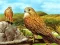 Игра Birds of Prey Slide онлайн
