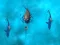 Игра Avoid the Sharks онлайн