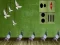Игра Pigeon Escape 2 онлайн