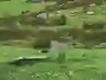 Игра Pigeons Hunting онлайн
