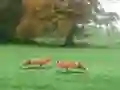 Игра Hunted Fox онлайн