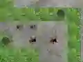 Игра Spider Tower Defence онлайн