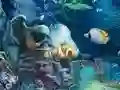 Игра Sunken Gold онлайн