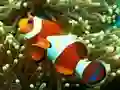 Игра Underwater Hidden Numbers онлайн